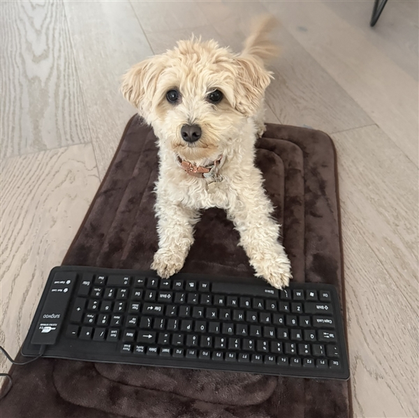 离谱！工程师让小狗乱按键盘：AI竟真把乱码做成了游戏(图2)